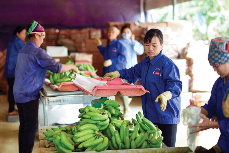 Businesses asked to strictly comply with food safety regulations for export ảnh 1 Businesses asked to strictly comply with food safety regulations for export ảnh 1