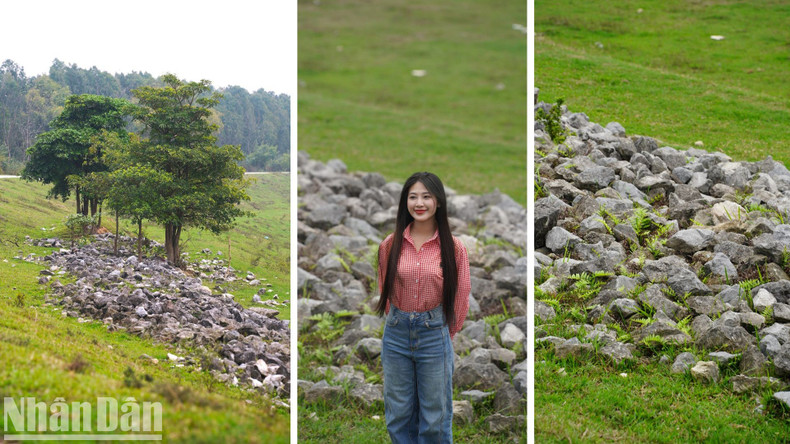 Along the way to the tree, you can stop on both sides of the road to take photos with rows of trees and stone banks along the dyke. Along the way to the tree, you can stop on both sides of the road to take photos with rows of trees and stone banks along the dyke.