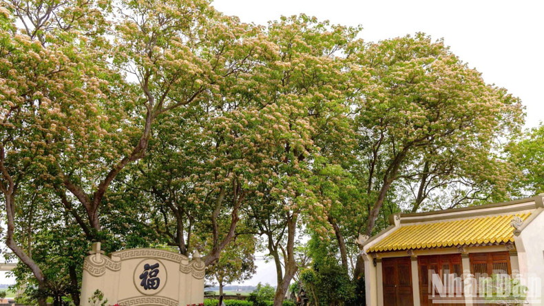 The trees often grow wild in localities in the north-central region, such as Quang Binh Province and Hue City.