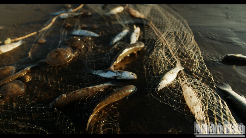 A single net drag near the shore lasts about 15 to 20 minutes. Although it does not bring in as many fish as the longer offshore trips, this remains a valuable source of income for those who cannot afford large boats, contributing to their persistent livelihood by the sea. A single net drag near the shore lasts about 15 to 20 minutes. Although it does not bring in as many fish as the longer offshore trips, this remains a valuable source of income for those who cannot afford large boats, contributing to their persistent livelihood by the sea.