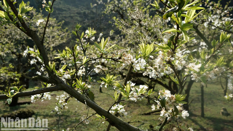 The blooming season of plum flowers often takes place from the end of January to mid-February. The blooming season of plum flowers often takes place from the end of January to mid-February.