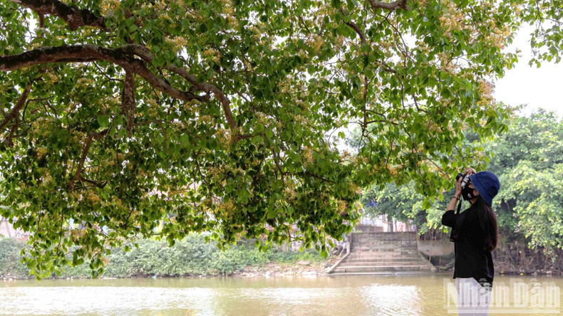 The blooming flowers add much charm to the Kien Giang River.