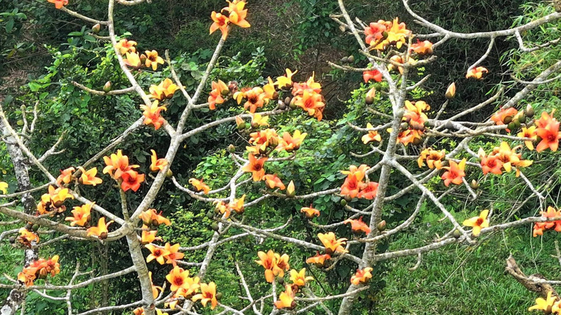 The orange colour of the flowers adds a vibrant touch against the green backdrop of the hills, creating a serene environment for the white-cheeked gibbon troops in the area. The orange colour of the flowers adds a vibrant touch against the green backdrop of the hills, creating a serene environment for the white-cheeked gibbon troops in the area.