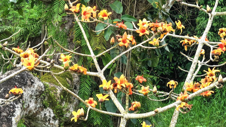 In spring, the tree blooms with beautiful orange flowers. In spring, the tree blooms with beautiful orange flowers.