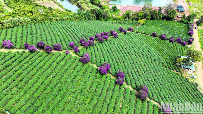 Visitors to the location can enjoy free admission to admire and take pictures. Visitors to the location can enjoy free admission to admire and take pictures.