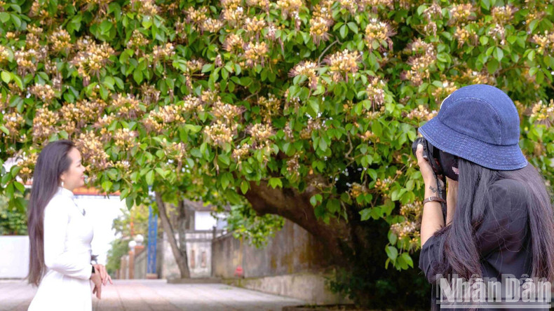 The blooming capparaceae trees become an attractive check-in destination for locals and tourists.