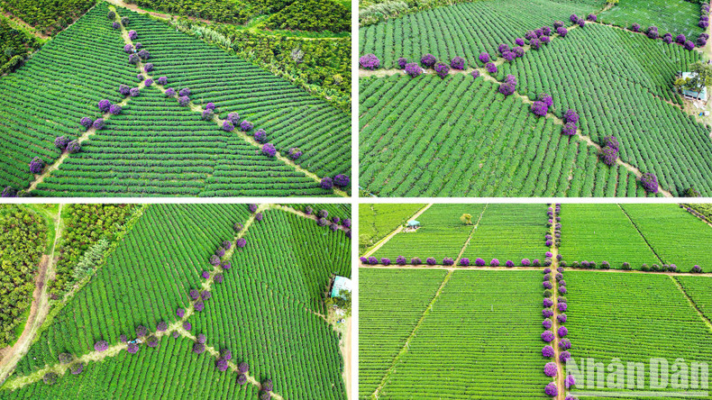 More than 300 purple ‘mua’ trees have been planted by the owner of this oolong tea plantation for over 10 years. More than 300 purple ‘mua’ trees have been planted by the owner of this oolong tea plantation for over 10 years.