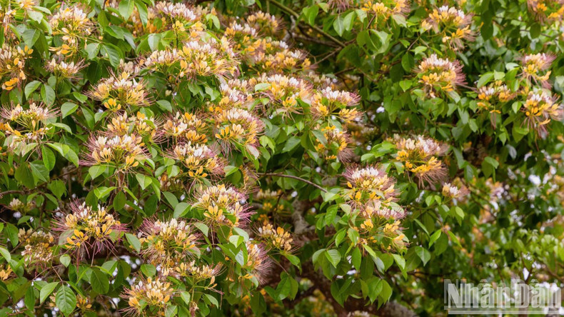 Initially, the flowers are white and turn bright yellow in full bloom. Each flower has 13 to 18 stamens in white and yellow colours.
