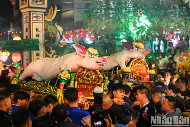 The offered pigs, weighing about 200kg each, are put into a palanquin and decorated with paper flowers on the head, ears, snout, and tail. The offered pigs, weighing about 200kg each, are put into a palanquin and decorated with paper flowers on the head, ears, snout, and tail.