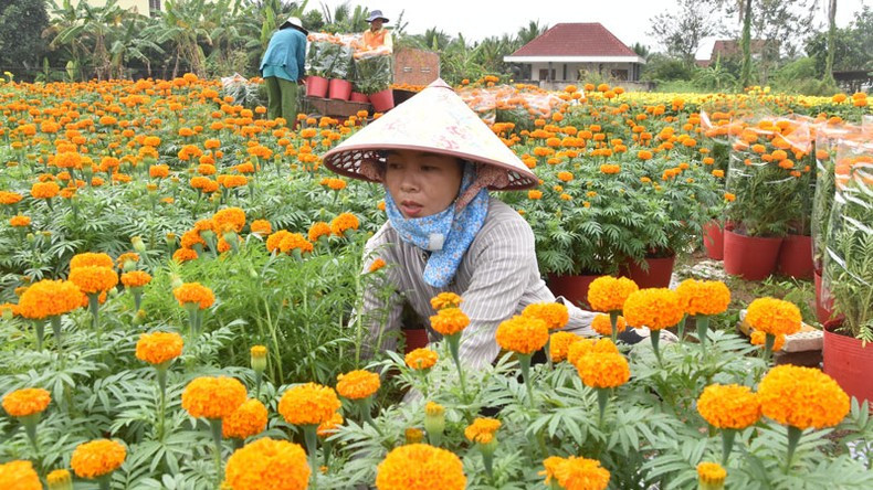 Despite the good quality of flowers, farmers are face rising costs for agricultural supplies and labour, and many are struggling with profits due to delayed blooming times.