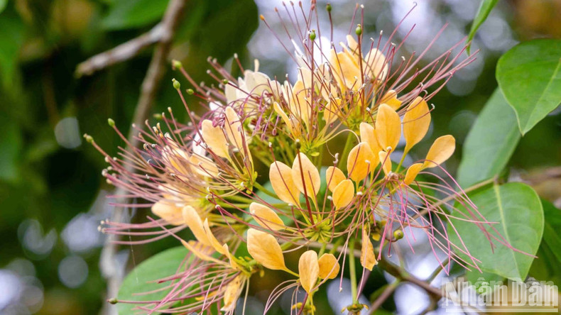 When blooming, the stamens are bristling like spider webs.