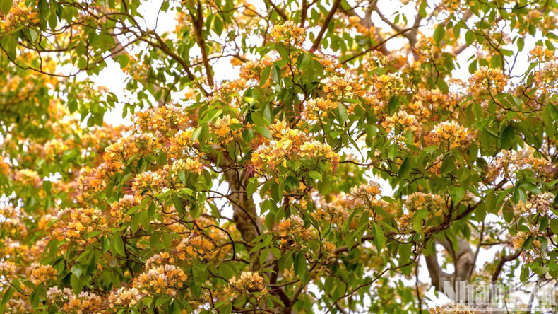 At the end of the blooming season, which falls in late summer, the flowers turn dark yellow and form into ivory-white, oval fruits.