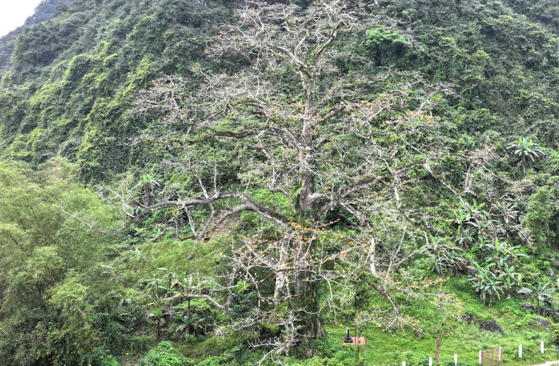 The tree is about 25 meters tall with a canopy spreading approximately 20 meters wide. The trunk's diameter at the base is about 5-6 meters. The tree is about 25 meters tall with a canopy spreading approximately 20 meters wide. The trunk's diameter at the base is about 5-6 meters.