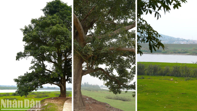 The tree is estimated to be over 20 meters tall. The tree is estimated to be over 20 meters tall.