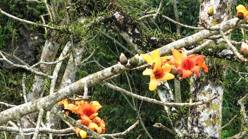 Unlike other cotton trees in northern provinces, with flowers typically red, the ancient tree in Thach Hoa boasts orange flowers. Unlike other cotton trees in northern provinces, with flowers typically red, the ancient tree in Thach Hoa boasts orange flowers.
