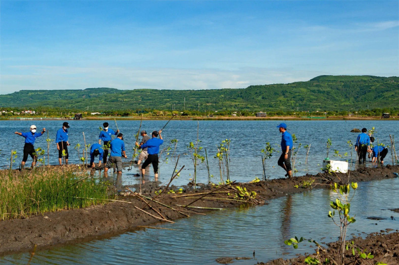 Youth union members join a project on planting mangrove forest on 50ha of O Loan Lagoon in Phu Yen province. (Photo: VNA)