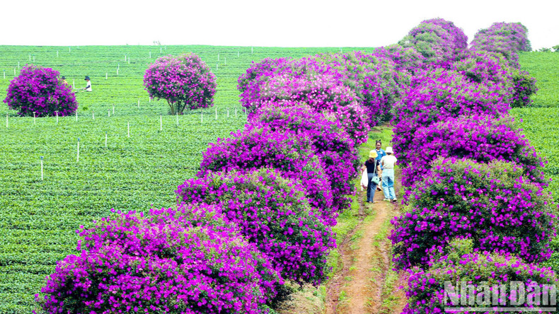 These trees are planted along the edges of the tea plantation, spanning dozens of hectares. These trees are planted along the edges of the tea plantation, spanning dozens of hectares.