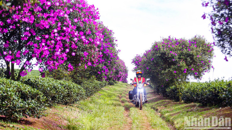 From the centre of Bao Loc City, Lam Dong Province, it takes about 20 minutes of travel towards Dam Bri Waterfall to reach the tea plantation and admire the purple flowers alongside the lush green tea hills. From the centre of Bao Loc City, Lam Dong Province, it takes about 20 minutes of travel towards Dam Bri Waterfall to reach the tea plantation and admire the purple flowers alongside the lush green tea hills.