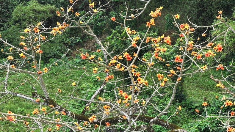 The flowers usually bloom from March to April, with thick, five-petal flowers in a vibrant orange hue, enhancing the scenic beauty of the green mountains and forests. The flowers usually bloom from March to April, with thick, five-petal flowers in a vibrant orange hue, enhancing the scenic beauty of the green mountains and forests.
