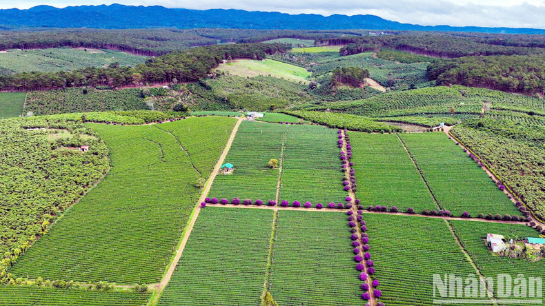 An aerial view of lush green tea hills dotted with purple blooming ‘mua’ flowers. An aerial view of lush green tea hills dotted with purple blooming ‘mua’ flowers.