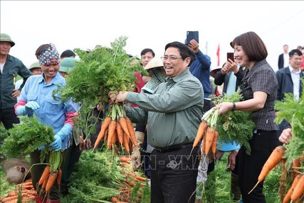 PM Pham Minh Chinh harvests carrots in Cam Giang district (Photo: VNA) PM Pham Minh Chinh harvests carrots in Cam Giang district (Photo: VNA)