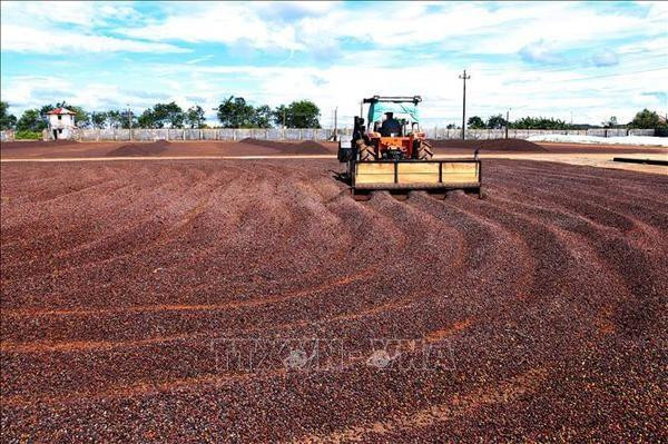 Coffee processing (Photo: VNA)