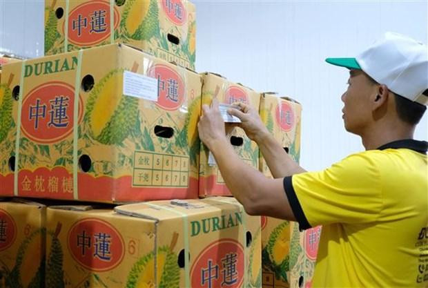 Lam Dong durian exported to China (Photo: VNA)