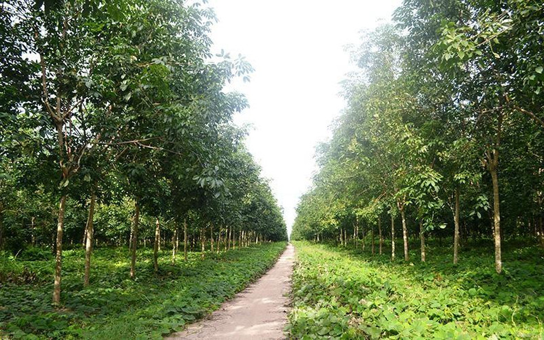 Rubber garden of Loc Ninh Rubber One Member Co., Ltd. Rubber garden of Loc Ninh Rubber One Member Co., Ltd.