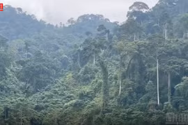 [Video] Potential of carbon credit trading in forestry sector