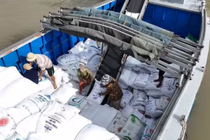 The Philippines is one of Viet Nam's key rice export markets.(Photo: VNA)
