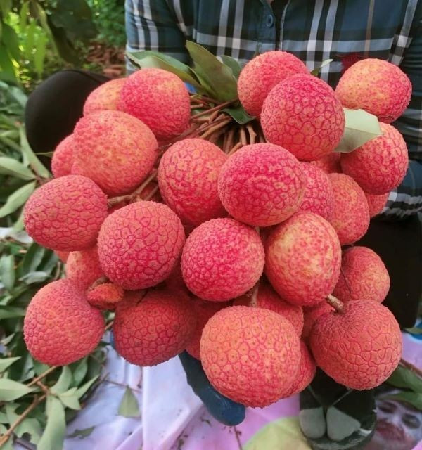 Hung Yen's egg-shaped lychee specialty. vai2.jpg