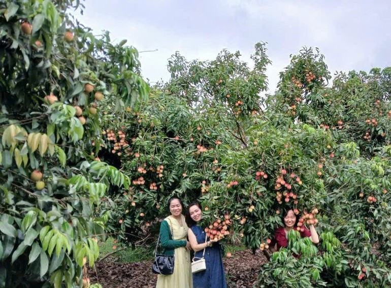 Visitors touring the lychee orchard. vai3.jpg