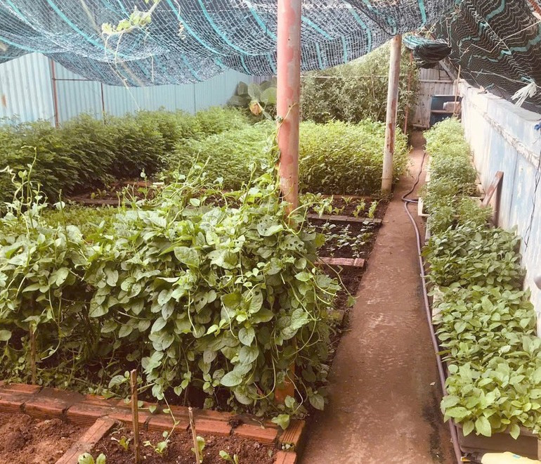 A corner of the vegetable garden at the Technical Logistics Service Centre on Sinh Ton Island not only supplies fresh produce for stationed soldiers but also for fishermen seeking shelter or repair assistance. (Photo: SH) dao3.jpg