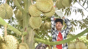 Durian output in Dong Thap Province is substantial, but quality remains inconsistent.