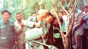 The banyan tree President Ho Chi Minh last planted in Vat Lai Commune, Ba Vi District, Ha Tay Province (now Ha Noi) on February 16, 1969, still spreads its shade today. (File photo)