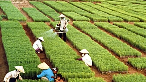 For more than six decades, the tree planting festival initiated by President Ho Chi Minh has become a cultural tradition each Spring.