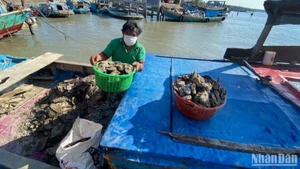 Farmers in Ho Chi Minh City harvest aquatic resources.