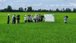 High-quality, low-emission rice cultivation in An Giang Province. (Photo: ANH NGUYET)
