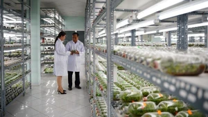 A tissue-cultured orchid breeding room at the Ho Chi Minh City High-Tech Agriculture Zone.