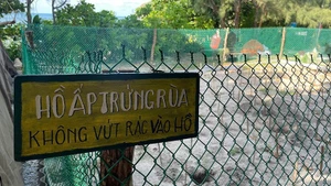 Con Dao is one of the most important sites in Viet Nam for sea turtle conservation programmes. (Photo: DINH NAM)