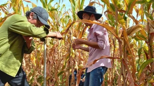 Soil core drilling activities to collect samples from perennial cultivation systems for the research project.