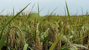 Autumn rice ready for harvest. (Photo: HNV)