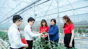 Green credit loan packages with preferential interest rates are encouraging customers to invest in high-tech agriculture. (Photo: KHAI CA)