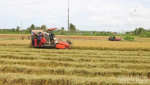 Locality boosts green, clean, environmentally friendly agricultural production