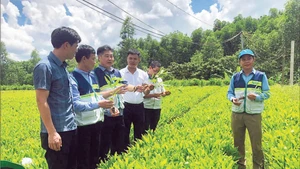 A forestry seedling nursery in Quang Tri Province that meets standards for sustainable forest management certification.