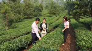 Policy credit officers in Son La regularly visit local communities to provide guidance on effective loan use.