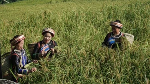 Harvesting Tai sticky rice in Phieng Phang Hamlet, Thuong Minh Commune. (Photo: TUAN SON)