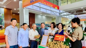 Hung Yen longan, recognised as an OCOP product, has been displayed and sold at Hung Yen Province’s trade promotion and agricultural product consumption conferences.