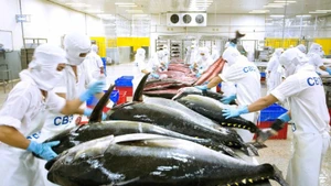 Seafood processing for export.