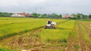 Rice harvesting in My Xuyen Commune, Ha Noi City. (Photo: DANG KHOA)